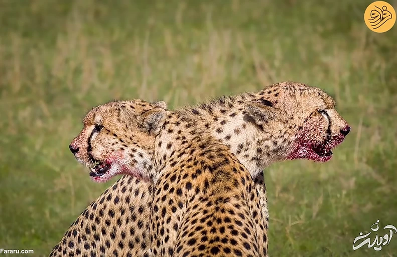 (تصاویر) (تصاویر)